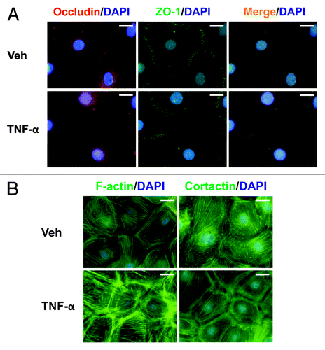 Figure 5. Effects of TNFα on protein distribution within Sertoli cells. Sertoli cells (0.04 × 106 cells/cm2) were cultured on Matrigel™-coated micro cover glasses for 4 d and treated with TNFα (25 ng/ml) for 24 h as described in Materials and Methods. Sertoli cells were then dual-labeled for occludin (red)/ZO-1 (green), or labeled for F-actin or cortactin (both green). Corresponding images were merged to show areas of co-localization (orange, A). Nuclei were visualized with DAPI (blue, A and B). Scale bars, 20 μm.