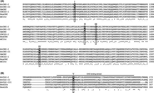 Fig. 6. Alignment of amino acid sequences of Arabidopsis CHCs and CLCs including point mutations in BiFC analyses.Notes: (A) Alignment of the amino acid sequences of AtCHC-I (Arabidopsis thaliana, At3g08530), AtCHC-II (Arabidopsis thaliana, At3g11130), GmCHC (Glycine Max, AAC49294), CHC22-1 (Homo sapiens, NP_009029), BosCHC (Bos taurus, BTU31757), and mCtlc (Mus musculus, NM_001003908) using ClustalW2. Alignment of the mutated sequences of AtCHC-II such as R1340E, R1448 W, and K1512Q used in the BiFC analysis is indicated in white and boxed as I, II, and IV.Citation20,22) Glycine at 1557 of Arabidopsis CHC, indicated as III, was not used in the analysis because of the same amino acid as the substitution of K at 1443 to G of Bos taurus CHC.Citation22) (B) Alignment of the amino acid sequences of AtCLC-I (Arabidopsis thaliana, At2g20760), AtCLC-II (Arabidopsis thaliana, At2g40060), AtCLC-III (Arabidopsis thaliana, At3g51890), BosLCa (Bos taurus, X04851), and BosLCb (Bos taurus, X04853) using ClustalW2. The CHC-binding domain is shown by a line. Alignment of the mutated sequence of W94R for the BiFC analysis is in white and boxed. Positions corresponding to a pair of residues from bovine clathrin chains, shown by compensating mutations to interact with both chains, are boxed as I and V.Citation20) Positions corresponding to residues from CHC22-1, reported to not bind CLC, are boxed as II–IV.Citation22)