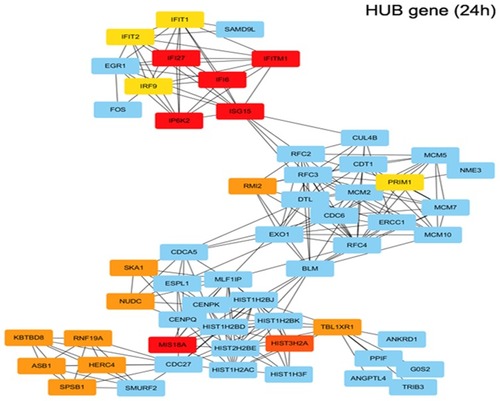 Figure 4 Functional enrichment analysis of upregulated DEGs in trametinib treatment for 24h. Using the STRING online database and Cytoscape, upregulated genes in the trametinib groups were filtered into the DEG PPI network complex. (IP6K2, ISG15, IFI6, IFI27, IFITM1, MIS18A and so on are hub genes in red or orange; other linked genes in blue).