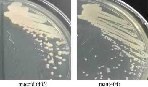 Figure 1 Colony morphology of the A. baumannii isolates on MH plates. Isolate 403 was mucoid with moist, irregular round colonies, and isolate 404 was matt with round and neat edge colonies.