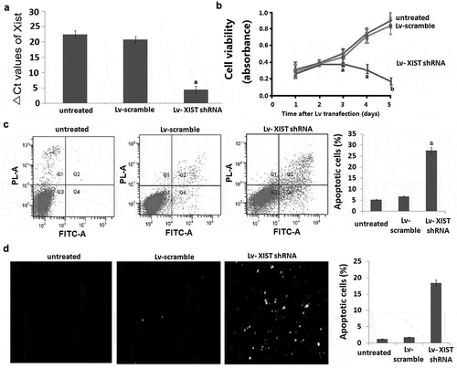 Figure 1. Inhibition of XIST by shRNA blocks proliferation and induces apoptosis in U2OS cells. A, U2OS cells were transfected with Lv-shRNA and Lv-scramble for 24 h-96 h. Relative expression of XIST in U2OS cells was detected by qRT-PCR. Data were shown using 2−ΔCT values. GAPDH was used for normalization. B, The MTT assay revealed dose-dependent inhibition of cell proliferation after XIST shRNA treatment was applied to U2OS cells. C, The results of Annexin V assay combined with propidium iodide assays showed that inhibition of the Xist promoted U2OS cells apoptosis. Data are represented as mean±SD of three independent experiments.D, The results of TUNEL assays showed that inhibition of the Xist promoted U2OS cells apoptosis. Data are represented as mean±SD of three independent experiments.aP<0.05;bP<0.01.