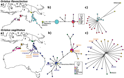 Figure 1. Variation in mtDNA and SNPs across the range of Olive-backed Orioles (O. sagittatus) and Green Orioles (O. flavocinctus). (a) for both species shows the sampling localities for the two species. Specimens indicated by registration numbers are from the Australian National Wildlife Collection (ANWC). For the indicated species, larger coloured circles show locations sampled for SNPs, smaller coloured circles show locations sampled for mtDNA only, black circles show the sampling locations of the other species. Colours correspond to geographic regions and differ between the two species. Blue and orange registration numbers of ANWC specimens highlight O. sagittatus individuals from the Gulf of Carpentariawhich variously group either with samples from north-western Australia (Western Australia – WA; Northern Territory – NT) shown in orange or eastern Australia (Queensland – QLD; Australian Capital Territory – ACT; New South Wales – NSW) shown in blue based on either mtDNA (superscript M) and/or SNPs (superscript S) (see text for further discussion). (b) for both species shows mtDNA haplotype networks for ND2. Unique haplotypes are scaled by number of individuals and coloured by sampling region (see inset for scale and legend). Black dots indicate unsampled, inferred haplotypes. Dashes represent 1 base pair (bp) difference. (c) for both species shows Unrooted Neighbor-Net networks based on 11,763 SNPs for O. sagittatus and 8,116 SNPs for O. flavocinctus. Each terminal represents a single individual, except the larger circle in the O. flavocinctus network, which represents several minimally differentiated individuals from QLD. Colours correspond to (a) in each species. Two individuals, ANWC B56223 and B56219, from PNG identified with introgressed mtDNAbut non-introgressed nuclear DNA by Joseph et al. (Citation2019) are indicated in (b) for each species.