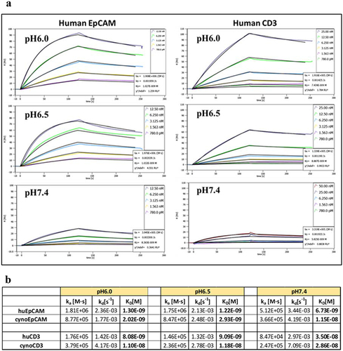 Figure 2. Binding kinetics of clone BF-588-DualCAB to human EpCAM (left) or human CD3 (right) at pH6.0 (top), pH6.5 (middle) and pH7.4 (bottom). Shown are the SPR sensorgrams of one representative experiment at each pH. The binding to human EpCAM is similar at pH6.0 and pH6.5 (1.3 nM and 1.22 nM, respectively), but drops to 6.7 nM at pH7.4. In addition, the SPR signal drops from ~ 100 RU at pH6.0 to ~ 30 RU at pH7.4. The binding affinity to human CD3 drops from 8.1 nM at pH6.0 to 9.1 nM at pH6.5 and 35 nM at pH7.4. In addition, the SPR signal drops from ~ 100 RU at pH6.0 to ~ 20 RU at pH7.4. X axis, Time [s]; Y axis, response units [RU]. (a) Binding kinetics of clone BF-588-DualCAB to human EpCAM (left) or human CD3(right) at pH6.0 (top), pH6.5 (middle) and pH7.4 (bottom). Shown are the SPR sensorgrams of one representative experiment at each pH. The binding to human EpCAM is similar at pH6.0 and pH6.5 (1.3 nM and 1.22 nM, respectively), but drops to 6.7 nM at pH7.4. In addition, the SPRsignal drops from ~ 100 RU at pH6.0 to ~ 30 RU at pH7.4. The binding affinity to human CD3 drops from 8.1 nM at pH6.0 to 9.1 nM at pH6.5 and 35 nM at pH7.4. In addition, the SPR signal drops from ~ 100 RU at pH6.0 to ~ 20 RU at pH7.4. X axis, Time [s]; Y axis, response Units[RU]. (b) Measured binding affinities of clone BF-588-DualCAB to human and cynomolgusEpCAM and CD3 at pH6.0, pH6.5, and pH7.4 (average of three experiments).