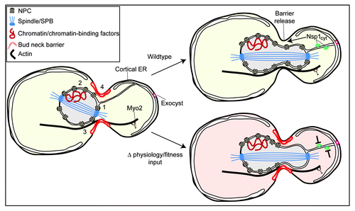 Figure 1. Mechanism of NPC inheritance in budding yeast. NPC dynamics and their segregation between mother and daughter cells are influenced by binding to cytoplasmic and nuclear structures including SPBs (1), and chromatin and/or chromatin binding partners like the LEM proteins (2). At least a subset of NPCs are likely attached to either a microtubule or actin-based cytoskeleton (3). There is a barrier at the bud neck (4) that impedes the passage of NPCs and other organelles, which likely responds to changes in cellular physiology. Under wild type conditions, Nsp1CYT is translocated into the bud through a mechanism that requires an actin cytoskeleton and Myo2. Nsp1CYT moves with ER tubules that extend from the mother nuclear envelope and contact the bud cortex; this ER might be connected to the cortex through the exocyst complex. The passage of Nsp1CYT licenses NPC passage by contributing to the dissolution of the barrier (arrow). Under conditions in which there are disruptions to bud physiology and/or fitness, we propose that Nsp1CYT function is inhibited, the barrier remains intact and NPCs are not transmitted.