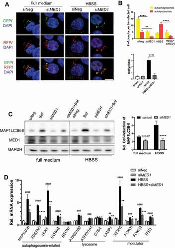 Figure 4. siRNA KD of MED1 decreased starvation-induced autophagy. (A-B) Evaluation of autophagy flux using tandem RFP/GFP-tagged MAP1LC3B plasmid in HepG2 cells with or without 8 h HBSS starvation. Representative image (A) and Quantification (B) of autophagosomes (yellow puncta on overlay) and autolysosomes (RFP puncta on overlay) in tandem RFP/GFP-tagged LC3 plasmid transfected HepG2 cells with or without MED1 KD. Yellow or red puncta per transfected cells were counted. Scale bar: 10 µm. Data are represented as mean ± SEM. (n ≥ 15). (C) Immunoblot and densitometric analysis showing Baf-caused accumulation of MAP1LC3B-II was decreased by KD of MED1 under HBSS starvation. Forty-eight h after siRNA (10 nM) KD of MED1, cells were cultured in full medium or HBSS for 1 h. Baf (150 nM) was added 4 h before cells were harvested. Bars represent the mean of the respective individual ratios ± SEM (n = 3). (D) HBSS (8 h) starvation-induced expression of autophagic genes were impaired by MED1 KD. Data are represented as mean ± SEM (n = 3)