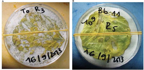 Figure 5. Damage of P. xylostella on cabbage leaf after application of B bassiana strains and the control. (A): control leaf, (B) treated leaf.