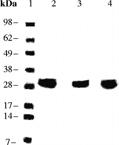 Figure 3.  SDS PAGE for the hCA I- III proteins. Lanes: 1 = Ladder; 2 = hCA I; 3 = hCA II; 4 = hCA III. hCA I and II were from Sigma-Aldrich, whereas hCA III is the recombinant protein prepared by the GST fusion method, after the final purification steps.