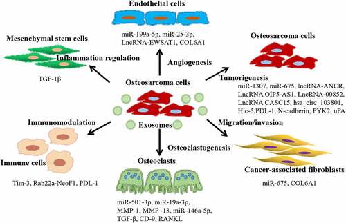 Figure 2. Functions of tumor-derived extracellular vesicles (EVs) in osteosarcoma progression and microenvironment. Firstly, tumor-derived EVs promote osteosarcoma tumorigenesis, and induce drug resistance through delivering multiple proteins, miRnas, and lncRnas to the recipient cancer cells. Secondly, tumor-derived EVs regulate the functions of endothelial cells and cancer-associated fibroblasts to promote angiogenesis and metastasis. Lastly, tumor-derived EVs also have significantly roles in osteoclastogenesis, inflammation regulation, and immunomodulation.