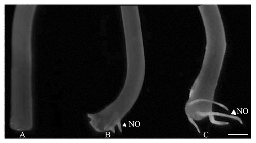 Figure 1. NO distribution in hypocotyl explants at different stages of adventitious rooting. Hypocotyl explants as visualized with MNIP-Cu treatment after 4 (A), 5 (B) and 7 (C) days of incubation in 10 µM of IAA in dark. Scale bar represents 2 mm.