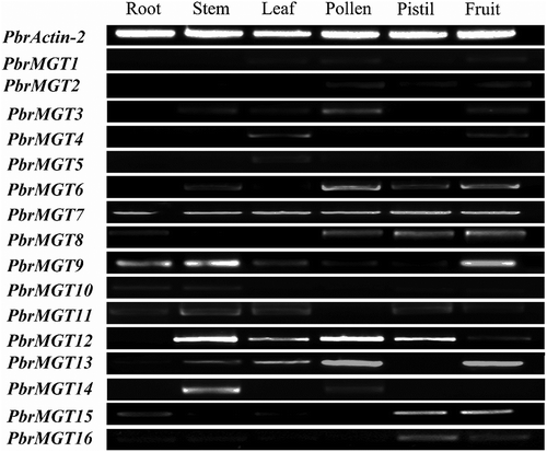 Figure 4. Expression pattern of 16 PbrMGT genes in pear tissues. Semi-quantitative RT-PCR was used to determine the MGT gene transcript levels in six tissues. PbrActin-2 was used as an internal control.