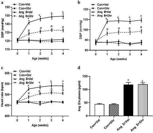 Figure 1. Ghrelin lowered blood pressure in Ang II-induced hypertensive mice. Ang II-induced hypertensive mice received ghrelin (30 μg/kg/day) by intra-peritoneal injection for 4 weeks. Systolic blood pressure (SBP) (a) and diastolic blood pressure (DBP) (b) and heart rate (c) were measured by the tail-cuff method. *P<.05 vs Con+Vel; #P<.05 vs Ang II+Vel. (d) Ang II levels in plasma were measured by enzyme immunoassay kit. Data were expressed as the means ± S.E.M (n = 6/group). *P<.05 vs Con+Vel or Con+Ghr, one-way ANOVA followed by Newman-keuls post hoc test.