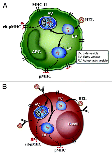 Figure 1. Model of citrullination by (A) DC and macrophages, or (B) B cells. (A and B) represent the possible scenarios taking place in APC that result in citrullination of peptide-MHC complexes (pMHC). (A) represents the pathways in DC or macrophages. These cells undergo constitutive autophagy and present the citrullinated peptides after the protein antigen comes into contact with the autophagy vesicles (AV). In (A), the protein antigen lysozyme (HEL) binds to the plasma membrane, and traffics to early endosomal vesicles (EV). From the EV it follows two pathways. In one it is taken to late vesicles (LV), processed to peptides and presented at the cell surface as a pMHC complex. In the second pathway, the protein is taken to an autophagic vesicle (AV) where it is processed to peptides, some of which are citrullinated and presented at the cell surface (cit-pMHC). (B) represents the pathways in B cells. Citrullination in B cells occurs only after autophagy is induced by engagement by antigen of the B cell receptor, shown as an immunoglobulin (Ig) molecule on the cell membrane. Receptor engagement leads to striking subcellular changes that lead to colocalization of AV and antigen-processing compartments, and presentation of citrullinated peptides. (B) shows that the antigen HEL can enter the B cell directly after interaction with plasma membrane, and is taken to EV and LV, to generate unmodified pMHC complexes. However, when HEL is bound to the surface Ig molecules, autophagy is induced, and some of the HEL-Ig complex then traffics to the AV to be processed, and generates the cit-pMHC complex.