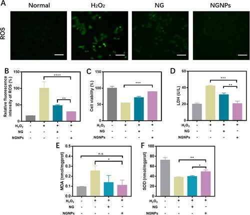 Figure 4. In vitro antioxidant effects of NGNPs. (A) Intracellular ROS levels of H2O2-Stimulated AML12 cells after treatment with NG and NGNPs was observed by fluorescent microscopy. (B) Semi-quantitative results of fluorescence intensity of ROS. (C) Cell viability of H2O2-stimulated AML12 cells after treatment with NG and NGNPs. The level of (D) LDH, (E) MDA and (F) SOD in H2O2-stimulated AML12 cells after treatment with NG and NGNPs. Scale bar = 100 μm. Data are presented as means ± SEM. n.s., no statistical significance. *P < 0.05, **P < 0.01, ***P < 0.001, ****P < 0.0001.