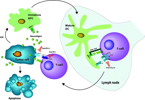Figure 1. Review of major mechanisms for activation of CD-8 T-cells by neoantigens from a tumor. First immature antigen presenting cells (APC) is activated to mature dendritic cells (DC) by binding of neoantigens to major histocompatibility complex type I (MHC I). Co-stimulation for activation of CD8 T-cells is illustrated by the binding of CD28 receptors on T-cells to either B7-1 or B7-2 ligands on the mature DC. The inhibiting receptor CTLA-4 is also illustrated. The main inhibition of peripheral effect of T-cell is exerted by binding of programed death receptor 1 (PD-1) to either programed death ligand 1 or 2 (PD-L1 or PD-L2). Immune checkpoint blockers (ICBs) are represented with antibodies raised against the blocking molecules (marked in red). Interferons (IFN) together with transforming growth factor β (TGFβ) protect tumor cells from immunologic inactivation. Stimulating signals marked (+), inhibition marked (–) (illustration: Kristin Risa).