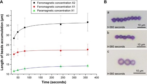 Figure 2 Impact of concentration and bead type on accumulation.Notes: (A) Accumulation length change in time to compare the response of the ferromagnetic and paramagnetic beads when an external magnetic field strength of 9.5 mT was applied. Values are mean ± standard error of the mean; P<0.05 for both ferromagnetic concentrations of X1–X2 and ferromagnetic X1-paramagnetic X1. (B) Optical microscopy images showing the chains of magnetic beads: a) 4 μm ferromagnetic beads with 2× concentration, b) 4 μm ferromagnetic beads with 1× concentration, and c) 4 μm paramagnetic beads with 1× concentration.