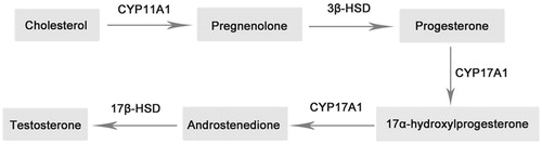 Figure 1. Main biosynthesis pathway of testosterone in testicle.