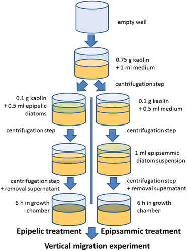 Fig. 10. A schematic overview of artificial biofilm preparation.