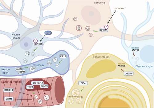 Figure 2. Distinct factors regulate autophagy among different cell types of the nervous system. In each of the cells which comprise the central and peripheral nervous systems, autophagy is differentially regulated by cell type-specific effectors. In neurons (top left), modulation of SPHK1 by phenoxazine compounds such as 10-NCP, but not starvation, potently induces autophagy. In contrast, nutrient deprivation is sufficient to promote SPHK1 signaling and autophagy induction in astrocytes (top center). In the axonal compartment of neurons, KIF1A and PINK1-PRKN are critical for facilitating local autophagic activity (left, middle). MicroRNAs such as MIR101 and MIR195 suppress oligodendrocytic and Schwann cell autophagy, respectively (right). Schwann cells also clear myelin debris through myelinophagy, a unique form of selective autophagy that is dependent on FIG4 (bottom). In muscle, specific transcription factors can exert activating (FOXO3) or suppressive (PPARGC1A, RUNX1) effects on autophagy, and phosphatases such as MTM1 and MTMR14 inhibit autophagy by recycling phosphoinositides needed for autophagy induction (bottom left).