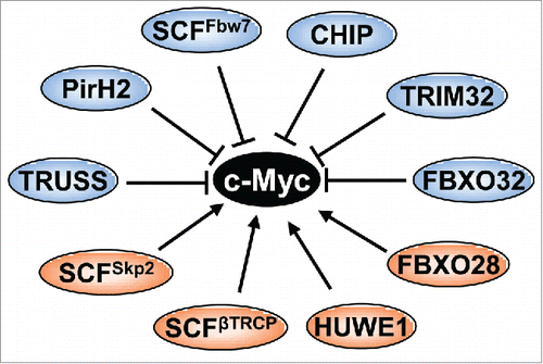 Figure 1. A diagram showing ubiquitin E3 ligases known to ubiquitinate Myc. Bars indicate the suppression of Myc activity, whereas arrows indicate the activation of Myc activity.