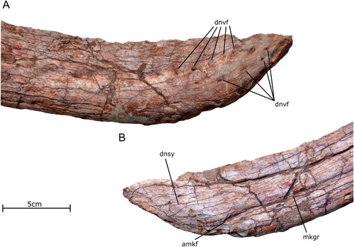 FIGURE 11. Anterior tip of the dentary of the holotype specimen of Qianzhousaurus sinensis (GM F10004). A, photographs of dentary tip in right lateral view; B, photograph of right dentary tip in medial view. Abbreviations: amkf, anterior Meckelian fossa; dnsy, dentary symphysis; dnvf, dentary neurovascular foramina; mkgr, Meckelian groove.