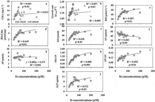 Fig. 3. (a) The concentrations of Chl a, (b) Chl a based growth rate (µChl a d–1), (c) the concentrations of BSi, (d) the ratios of BSi:Chl a, (e) the concentrations of net Si uptake (ΔSi), (f) the concentration of net N uptake (ΔN)and (g) net P uptake (ΔP), (h) the ratios of ΔSi:ΔN, (i) the ratios of ΔP:ΔN, (j) the ratios of ΔSi:ΔP with increasing Si supply under stable P (20 µM) and N (100 µM) concentrations in the variable Si experiment (A)