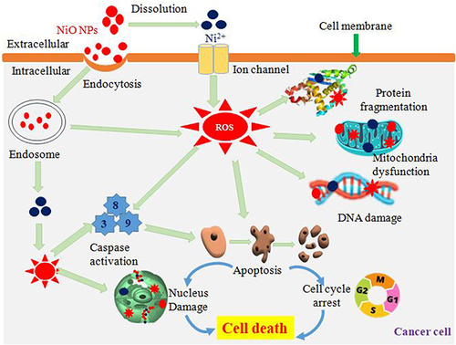 Figure 7 Anticancer mechanism of green synthesized NiO NPs.