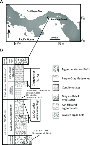 FIGURE 2 Location and stratigraphic position of fossil bothriodontines from the Gaillard Cut, Panama Canal area. A, map of North and Central America showing the location of the Panama Canal area and the Gaillard Cut. B, stratigraphic position of the Las Cascadas fossil assemblage and the Centenario Fauna. Modified from Kirby et al. (Citation2008), MacFadden et al. (Citation2010), and Montes et al. (Citation2012).