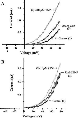 Figure 4.  Compensatory effect between TNP and CPZ on the whole cell SAKCa current. (A) The TNP activated current was compensated by the CPZ. (B) The CPZ activated current was compensated by the TNP. Numbers in the parentheses indicate sequence of treating the same cell with the drugs: (1) for the SAKCa current without addition of any drug, (2) for addition of TNP (A) or CPZ (B) that was followed by (3) for addition of CPZ (A) or TNP (B).