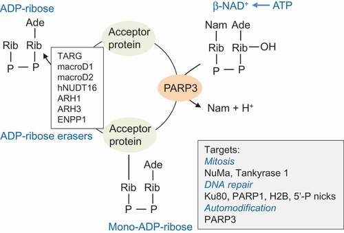 Figure 1. PARP3 regulated ADP-ribose metabolism. PARP3 catalyzes the addition of a single ADP-ribosyl unit derived from NAD+ to a target substrate in a process defined as mono-ADP-ribosylation (MARylation). The known targets of PARP3 are indicated. The reversal of MARylation can be executed by macro-domain containing hydrolases (macroD1, macroD2), the terminal ADP-ribose protein glycohydrolase 1 (TARG1), the ADP-ribose hydrolases (ARH1, ARH3) or phosphodiester ADP-ribose hydrolases (NUDT16, ENPP1). NUDT16, nucleoside diphosphates linked to moiety-X; ENPP1, ectonucleotide pyrophosphatase/phosphodiesterase 1[Citation43].