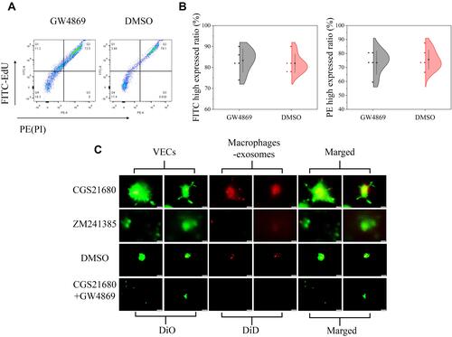 Figure 7 The role of ADA2AR in macrophages secreting exosomes in BFM. (A) GW4869 had no obvious cytotoxicity. The cell-light EdU Apollo 488 in vitro flow cytometry Kit and PI was used to evaluate the cytotoxicity. GW4869 did not significant decrease the FITC high expressed cells and increase the PE high expressed cells. (B) Half violin graph showed no statistic difference between the two groups, n=5. (C) CGS21680 promoted macrophages secreting exosomes while ZM241385 inhibited. DiD (red cell membrane markers) was used to mark macrophages and DiO (green cell membrane markers) used to mark VECs. n=5. The contrast and brightness were evenly adjusted for each picture. Images ×400; original scale bar, 50 μm.