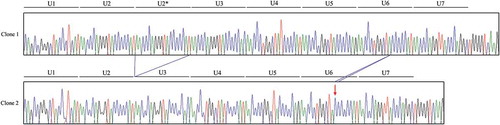 Figure 5. Electropherogram of the chicken PRNP region encompassing hexapeptide deletion and c.268_269insC polymorphisms in sample #44. Clone 1: Electropherogram showed wild-type sequences in hexapeptide deletion and c.268_269insC polymorphisms from the sample #44. Clone 2: The deletion sequence in hexapeptide deletion polymorphism and the insertion sequence at c.268_269insC polymorphism from the sample #44. Arrow indicates c.268_269insC polymorphism found in this study.