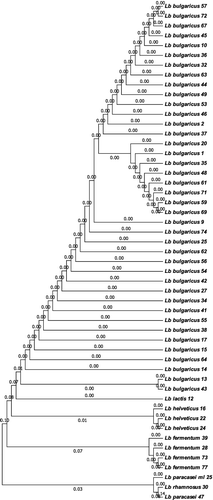 Figure 1. Phylogenetic tree of Lactobacillus strains based on 16S rRNA gene sequences.
