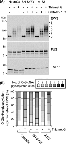 Fig. 2. O-GlcNAc glycosylation stoichiometry of FET proteins in neural cell lines.