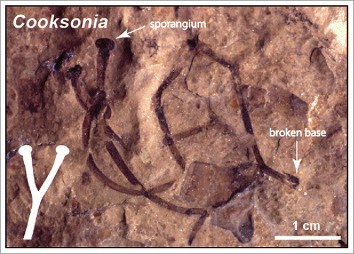 Figure 3. Compression fossil assigned to the early Paleozoic genus Cooksonia and schematic of a stereotypical sporophyte (see Inset). (Specimen from the Cornell University fossil plant collection).