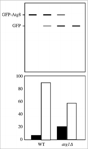 Figure 2. Use the same size font. If all of the labels are the same size, they will all be legible when the figure is reduced to its final print size.