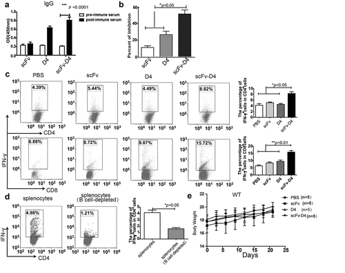Figure 2. CD19-mediated Ag targeting of B cells induces antibody and T cell responses