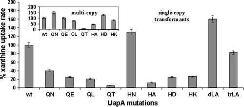 Figure 4.  Relative [3H]-xanthine transport rates of single-copy (major figure) and selected multicopy (insert) mutants expressed as % of initial uptake rates (V) compared to the wild-type rate, taken as 100%. Measurements were carried out in the presence of 0.5 µ? [3H]-xanthine, as described in Materials and methods. Results shown are means from four to five independent experiments. Standard deviations in all experiments were always < 20% of the mean values shown. Mutant description as in legend of Figure 2.