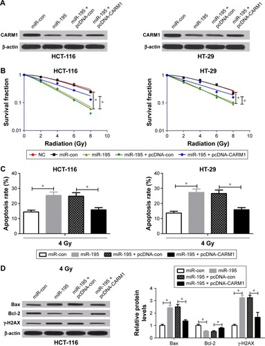 Figure 5 miR-195 enhances radiosensitivity of CRC cells by regulating CARM1.