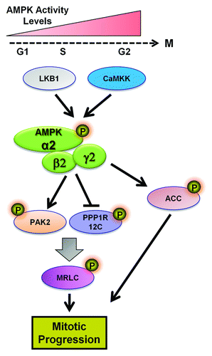 Figure 5. Involvement of AMPK in mitotic progression. The activity of AMPK progressively increases as cells move from G1-phase toward the G2/M stage of cell cycle. During M-phase AMPK is described to phosphorylate key substrates that regulate mitotic progression, including PAK2, PPP1R12C, and ACC. The AMPK α2β2γ2 enzymatic complex is believed to be responsive for this action. Phosphorylation of MLRC leads to regulation of the mechanical cytoskeletal events participating in mitosis. Abbreviations: PAK2, p21-activated protein kinase; PPP1R12C, protein phosphatase 1 regulatory subunit 12C; MRLC, myosin regulatory light chain; ACC, acetyl-CoA-carboxylase.