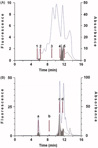 Figure 1. Purification of protein showing retinol dehydrogenase activity and cellular retinoid binding proteins from cytosol of human thyroid glandular cells. A: 100 μL cytosol (1.0 × 106 cells) were gel filtered on a KW 804 column and eluted at 1 mL min−1 with 50 mM Tris HCl pH 7.4 containing 1 mM glutathione. Elution peaks were monitored by absorbance at 280 nm (top trace) and fluorescence (Ex 350 nm/Em 470 nm − bottom trace). Iterative analyses were carried out and fraction peaks were collected from the area containing XDH (Fraction I; RT 5.94 ± 0.3) or cellular retinoid binding proteins (Fraction II; RT 11.7 ± 0.3) (grey peaks). Positions of molecular weight markers were: (1) blue dextran (2.000 kDa); (2) β-amylase (200 kDa); (3) bovine serum albumin (66 kDa); (4) bovine erythrocytes carbonic anhydrase (29.3 kDa); (5) horse heart cytochrome C (12.4 kDa). B: 100 μL of concentrated Fraction I were gel filtered again on KW 804 column and several peaks were obtained. Iterative analyses were carried out and peaks containing XDH were collected and concentrated (Peak a; RT 5.94 ± 0.3). The elution profile shows a first peak (a), relative to the purified XDH, and peaks identifiable as lytic products of XDH (b, c, d) and CRBP(s) (see Purification and identification of xanthine dehydrogenase and CRBP(s) in Results section).