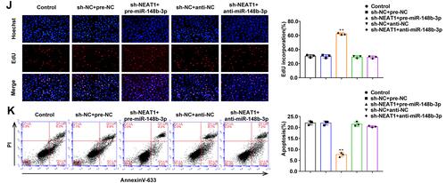 Figure 6 The effects of NEAT1 in OGD-HUVECs and reversed the miR-148b-3p-mediated on the proliferation and apoptosis of OGD-induced HUVECs. (A) MiR-148b-3p expression in OGD-treated HUVECs (n = 3 per group) after transfection with sh-NEAT1. Data represent the mean ± SD, **P < 0.01 vs sh-NC group. (B) qRT-PCR and WB analyses were performed to measure the expression of ICAM-1 mRNA and protein, respectively (n = 3 per group) in OGD-induced HUVECs after transfection with sh-NEAT1. Data represent the mean ± SD, **P <0.01 vs sh-NC group. (C) CCK-8 assays were performed to measure the effect of NEAT1 knockdown on the proliferation of OGD-induced HUVECs (n = 3 per group). Data represent the mean ± SD, **P <0.01 vs sh-NC group. (D) EdU assays were performed to measure the effect of NEAT1 knockdown on the proliferation of OGD-induced HUVECs. Data represent the mean ± SD, **P <0.01 vs sh-NC group. Scale bars represent 40 μm. (E) Flow cytometric analysis of annexinV-633 staining was used to measure the percentages of apoptotic OGD-treated HUVECs after NEAT1 knockdown. Data represent the mean ± SD (n = 3 per group). **P < 0.01 vs sh-NC group. (F) The predicted miR-148b-3p binding site in the NEAT1 sequence (NEAT1-Wt) and the designed mutant sequence of the miR-148b-3p binding site (NEAT1-Mut) are indicated. Relative luciferase activity was measured after cells were transfected with NEAT1-Wt or NEAT1-Mut and miR-148b-3p or the miR-148b-3p-NC. Data represent the mean ± SD (n = 3 per group), **P < 0.01 vs NEAT1-Wt+miR-148b-3p-NC group. (G) MiR-148b-3p was identified in the NEAT1-RISC complex. Relative expression levels of NEAT1 and miR-148b-3p were determined by qRT PCR (n = 3 per group). Data represent the mean ± SD, **P < 0.01 vs anti-normal IgG. (H) qRT-PCR and WB analyses were performed to measure the expression of ICAM-1 mRNA and protein, respectively (n = 3 per group) in OGD-induced HUVECs after transfection with NEAT1 and miR-148b-3p. Data represent the mean ± SD, **P < 0.01 vs sh-NEAT1-NC+pre-miR-148b-3p-NC group. (I) CCK-8 assays were performed to measure the effect of NEAT1 and miR-148b-3p on the proliferation of OGD-induced HUVECs (n = 3 per group). Data represent the mean ± SD, **P < 0.01 vs sh-NEAT1-NC+pre-miR-148b-3p-NC group. (J) EdU assays were performed to measure the effect of NEAT1 and miR-148b-3p on the proliferation of OGD-treated HUVECs (n = 3 per group). Data represent the mean ± SD, **P < 0.01 vs sh-NEAT1-NC+pre-miR-148b-3p-NC group. Scale bars represent 40 μm. (K) Flow cytometric analysis of annexinV-633 staining was used to evaluate the effect of NEAT1 and miR-148b-3p on the apoptosis of OGD-induced HUVECs. Data represent the mean ± SD (n = 3 per group), **P < 0.01 vs sh-NEAT1-NC+pre-miR-148b-3p-NC group. Data were analysed using Student’s t-test (G); One-way ANOVA for pairwise comparisons or comparisons between multiple groups with a single variable (A–F and H–K).