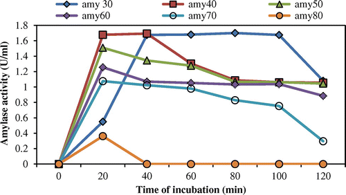 Figure 3. Thermostability of the amylase produced by A. terreus (amy30: amylase activity at 30°C; amy40: amylase activity at 40°C; amy50: amylase activity at 50°C; amy60: amylase activity at 60°C; amy70: amylase activity at 70°C; amy80: amylase activity at 80°C).