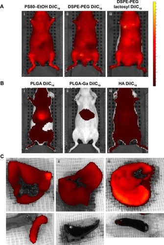 Figure 2 In vivo imaging of mice injected with (A) micelles of (i) PS80–EtOH DilC18, (ii) DSPE-PEG DilC18, (iii) DSPE-PEG lactosyl DilC18, (B) nanoparticles of (i) PLGA DilC18, (ii) PLGA-Ga DilC18 and (iii) HA DilC18, with solutions on the same scale of fluorescence, 10 minutes after injection. At least three mice per condition were imaged in vivo. Scales: radiant efficiency in (p/second/cm2/sr)/(µW/cm2); min =7.02E7; max =4.14E9. (C) Ex vivo imaging of livers and spleens of mice injected with (i) PLGA DilC18, (ii) PLGA-Ga DilC18 and (iii) HA DilC18 1 hour after injection. At least two mice per condition were imaged. Scales: radiant efficiency in (p/second/cm2/sr)/(µW/cm2); min =1.11E8; max =6.5E8.Abbreviations: DilC18, 1,1′-dioctadecyl-3,3,3′,3′-tetramethylindodicarbocyanine; DSPE-PEG, 1,2-Distearoyl-sn-glycero-3-phosphoethanolamine-N-(carboxy(polyethylene glycol)-2000); EtOH, ethanol; Ga, galactosamine; PLGA, poly(lactic-co-glycolic) acid; PLGA-Ga, PLGA nanoparticles functionalized with Ga; HA, hyaluronic acid; PS80, polysorbate 80.