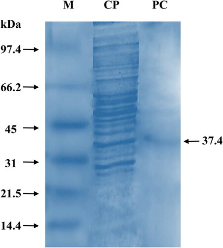 Figure 5. SDS-PAGE of pectinase enzyme isolated from Aspergillus parvisclerotigenus  KX928754. M: molecular weight marker; CP: crude pectinase; PC: purified pectinase.