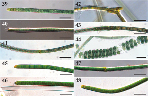 Figs 39–48. Microscope images of Capilliphycus. Scale bars = 50 µm.