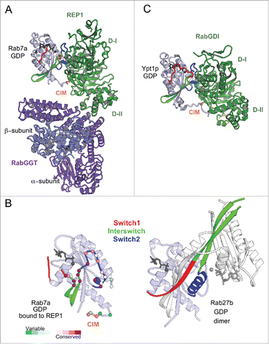 Figure 5. Universal Rab partners support Rab prenylation and recycling. (A) A model of Rab prenylation ternary complex based on Rab7a/REP1 (1VG0) and REP1/RabGGT (1LTX) complex structures. Rab7a, REP1 (composed of 2 domains D-I and D-II), and RabGGT are shown in light blue, green, and violet; respectively. Prenyl moiety bound to RabGGT active site is shown in yellow sticks. (B) (Left) Rab7a residues involved in REP1 binding are shown as spheres and colored by conservation. (Right) Rab27b-GDP forms a dimer by swapping Switch1-Interswitch-Switch2 regions between the monomers in the crystal.Citation41 Small angle X-ray scattering (SAXS) data demonstrate, however, that Rab27b-GDP is monomeric in solution and adopts an atypical extended structure.Citation41 (C) Structure of prenylated Ypt1p (light blue), in complex with yeast RabGDI (green). The prenyl moiety bound to RabGDI D-II is shown in yellow sticks (1UKV).