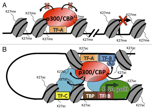 Figure 1. (A) Genes that are silenced by Polycomb-mediated H3K27me3 (K27me) can be occupied by p300/CBP. Association of p300/CBP with silent or poised transcriptional enhancers (with or without H3K27me3) does not result in histone acetylation. (B) At active genes, p300/CBP can acetylate histones on H3K27 (K27ac) and H3K18 (not shown), acetylate transcription factors (Ac), function as a scaffolds for recruiting other proteins, or help establish a preinitiation complex by interactions with TFIIB and hypophosphorylated RNA polymerase II.