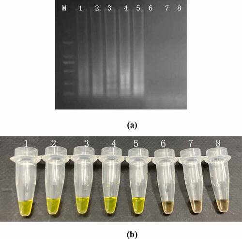 Figure 4. Sensitivity of the PSR assay in genomic DNA of L. monocytogenes with hylA genes from food samples: by 1.5% agarose gel electrophoresis (a) and fluorescence dye by naked eye (b); M-DNA marker; lane/tube 1–8, 107 CFU/mL; 106 CFU/mL; 105 CFU/ mL; 104 CFU/mL; 103 CFU/mL; 102 CFU/mL; 101 CFU/mL, Negative control.