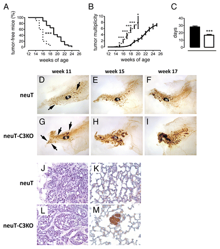 Figure 2. Accelerated pace of autochthonous Her2/neu-driven mammary carcinogenesis and metastatic spread in neuT-C3−/− mice. Incidence (A), and multiplicity (B) of mammary carcinomas in female neuT (n = 26, continuous line) or neuT-C3−/− mice (n = 10, dashed line). Earlier incidence (***P = 0.0001, Log-rank Mantel-Cox Test) and higher tumor multiplicity (*P = 0.02; **P = 0.004; ***P < 0.0001, 2-tailed Student t-test) were found in neuT-C3−/− mice. (C) Time (days) required for a 2-mm (mean diameter) tumor to reach an 8-mm threshold in neuT-C3−/− (white bar) vs. neuT (black bar) mice. ***P < 0.0001, 2-tailed Student’s t-test. (D–I) Whole mount microscopic analysis of the fourth (inguinal) mammary gland. The large central oval black spot in each image is the intra-mammary lymph node (N). Arrows indicate multifocal hyperplastic lesions appearing as black spots with a relatively round shape along the path and within the mammary ducts. Tumor progression in neuT mice (D–F) is accelerated in neuT-C3KO mice with extended hyperplastic foci and small in situ tumors evident at 11 weeks of age (G), small palpable tumors at 15 weeks (H) and large lesions and tumor masses filling most of the mammary fat pad at week 17th (I). Magnification 6.3X. (J–M) Histological (H&E, left panels) and immunohistochemical (Her2, right panels) staining of mammary tumor lesions (J and L) and lungs (K and M) from 17 week-old neuT and neuT-C3KO mice. Magnification 400X.