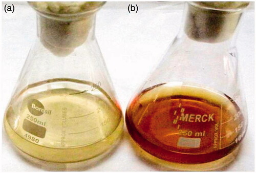 Figure 1. Colour change of the reaction solution from (a) Light yellow to (b) Dark brown indicates the formation of IH-AgNPs.